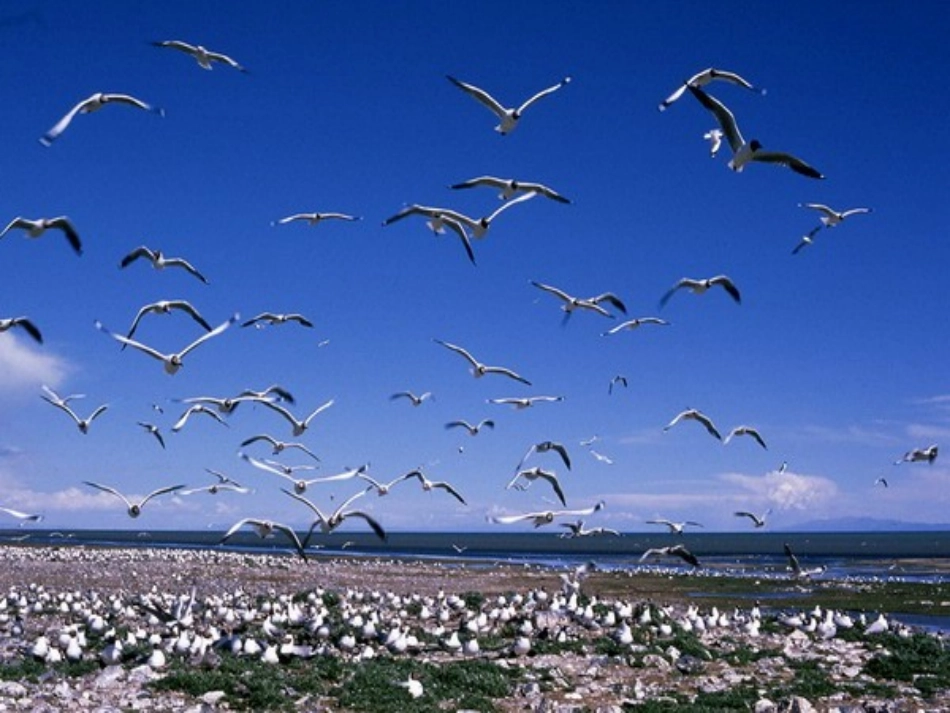 《鸟岛》PPT课件_第2页