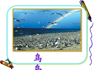 《鸟岛》PPT课件