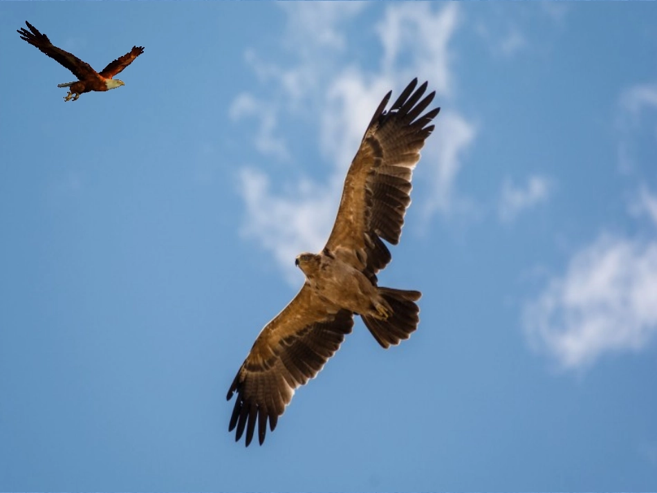 《飞行梦工厂》课件_第2页