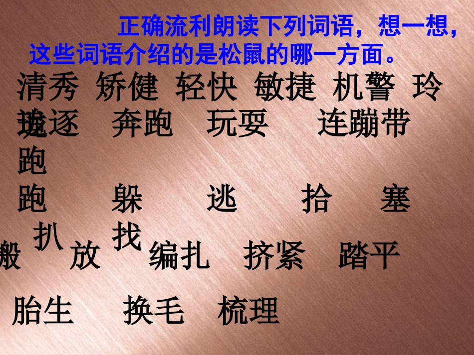 《松鼠》课件_第3页