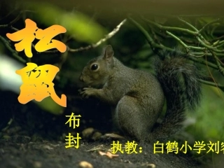 《松鼠》课件