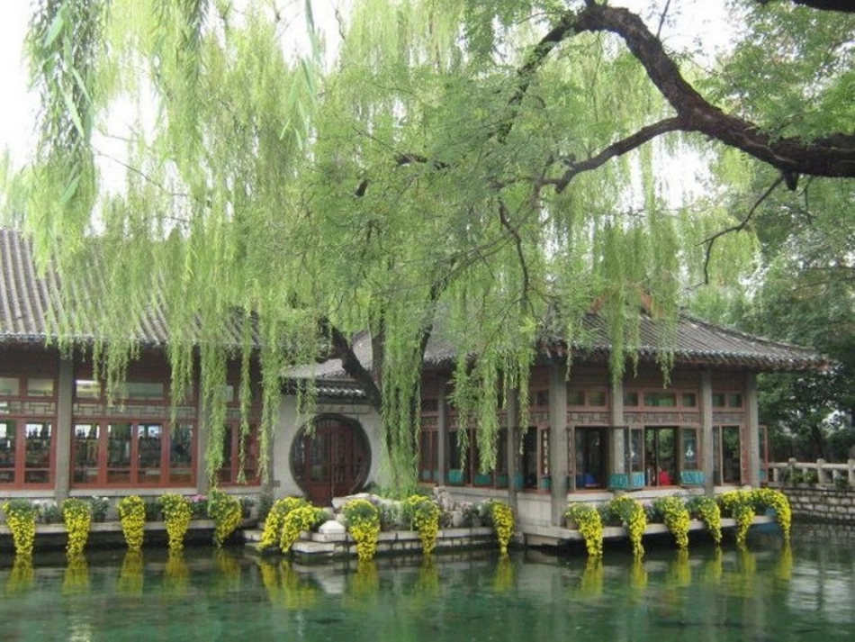 《青海高原一株柳》课件_第1页