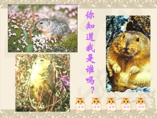 《旅鼠之谜》公开课优秀课件