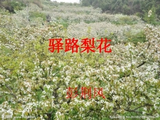 《驿路梨花》课件