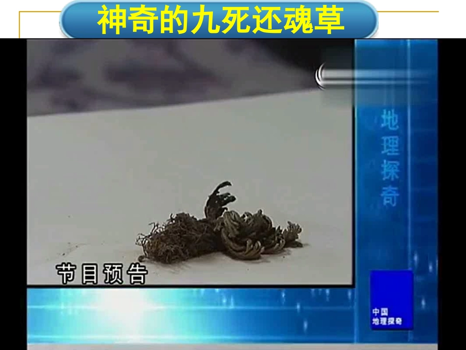 《苔藓和蕨类植物》_第2页