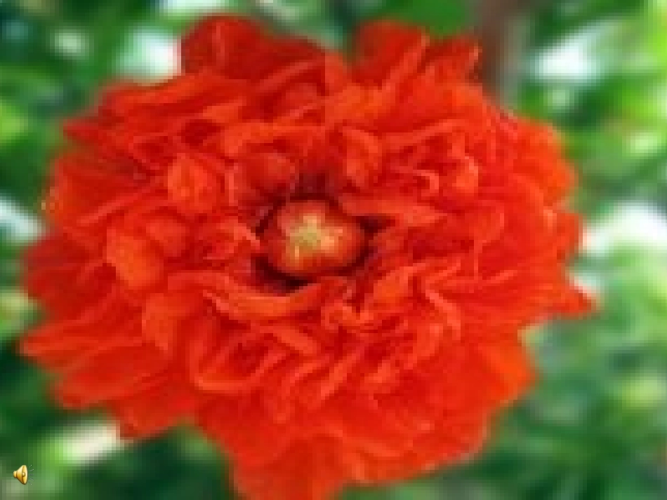 《花钟》课件1 (3)_第1页