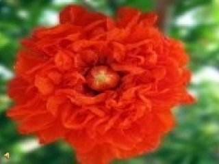 《花钟》课件1 (3)