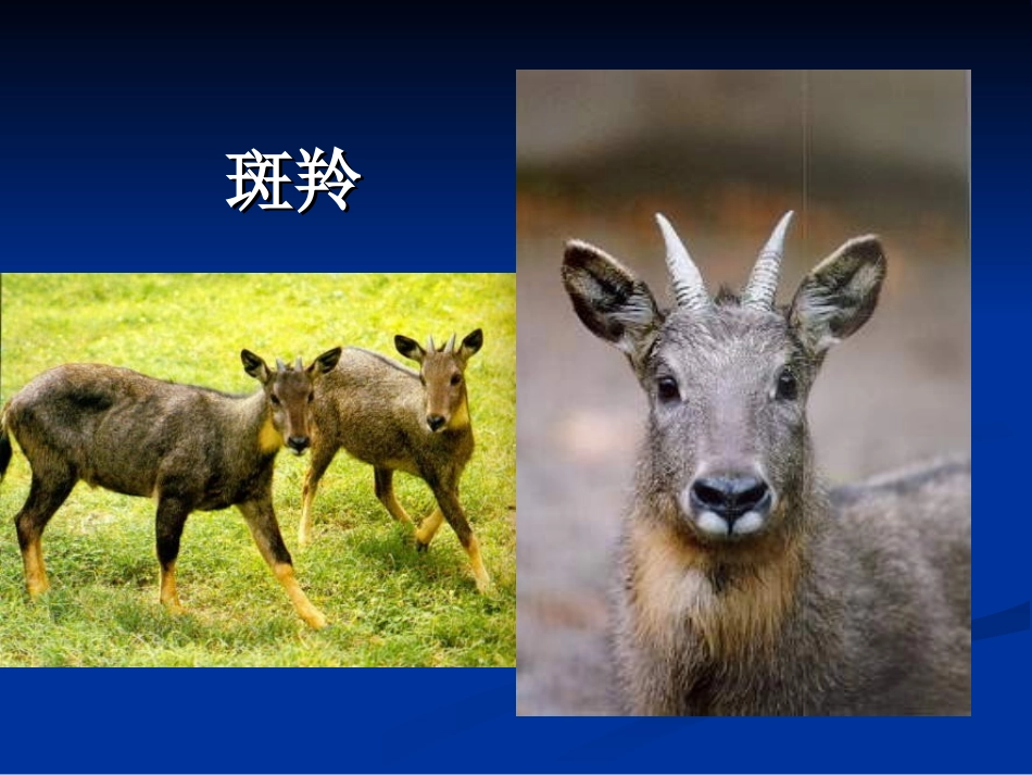 《斑羚飞渡》 (2)_第2页