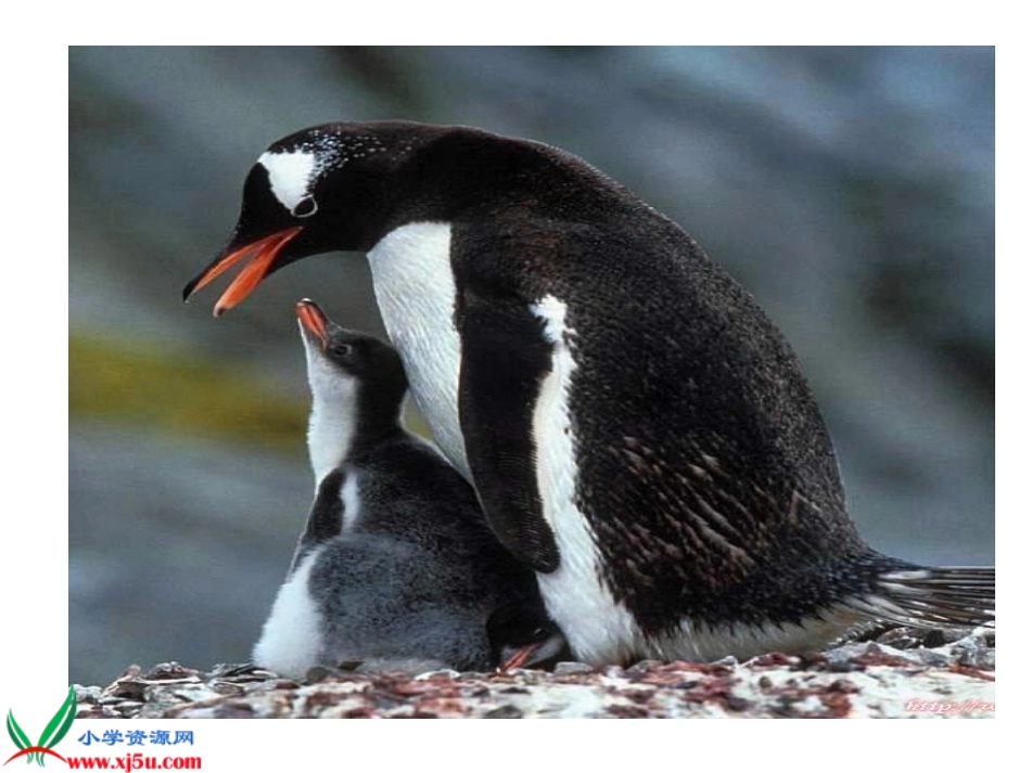 《蔬果变变》课件（人教新课标二年级美术下册课件）_第2页