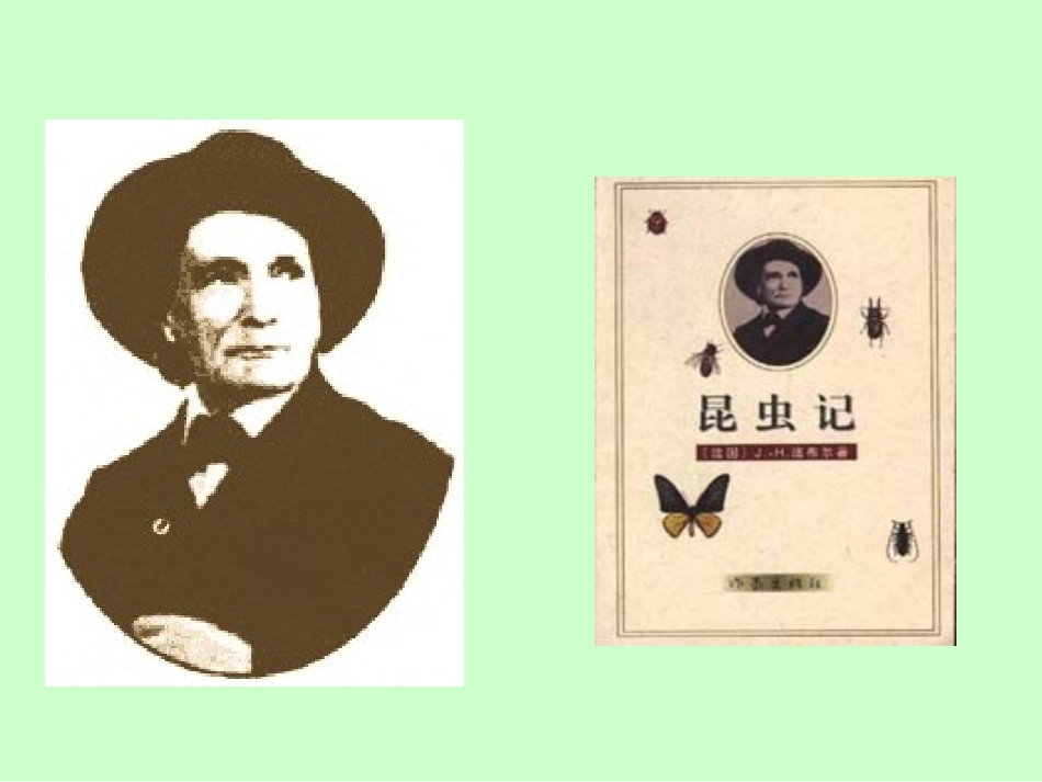 《绿色蝈蝈》课件 (6)_第3页