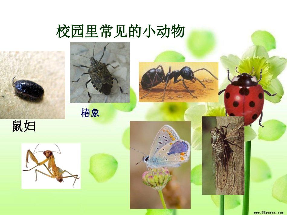 《校园里的小动物》课件_第2页