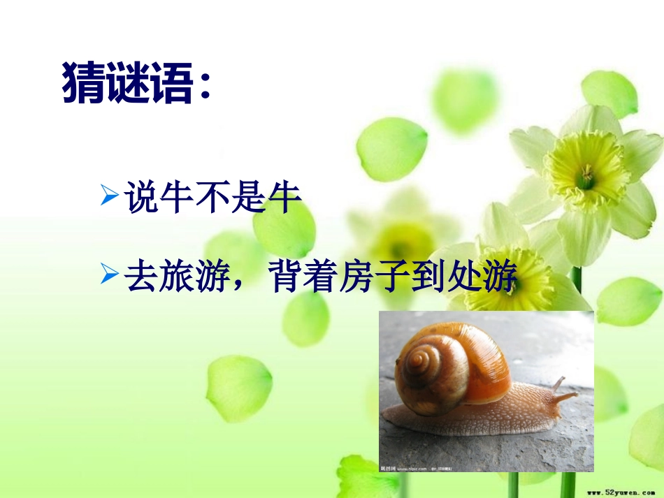 《校园里的小动物》课件_第3页