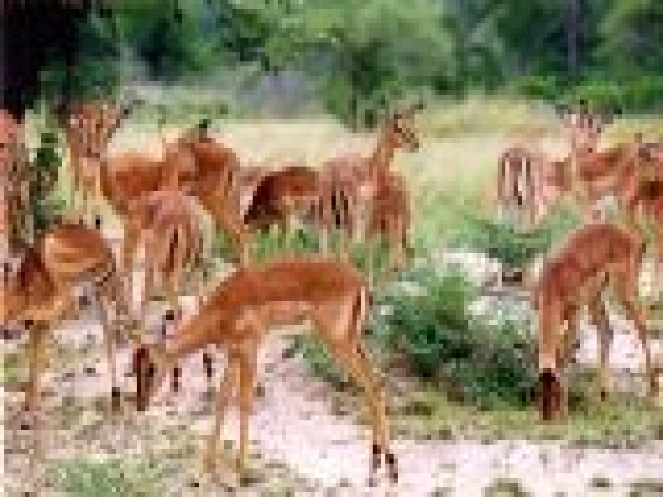 《斑羚飞渡》课件4_第2页