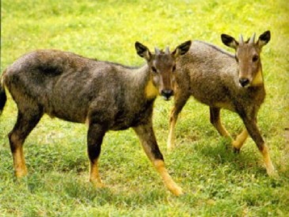 《斑羚飞渡》课件4_第3页