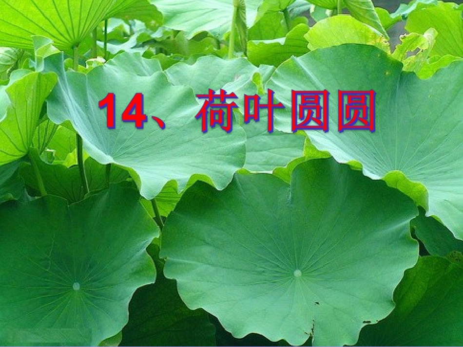 《荷叶圆圆》 (2)_第1页