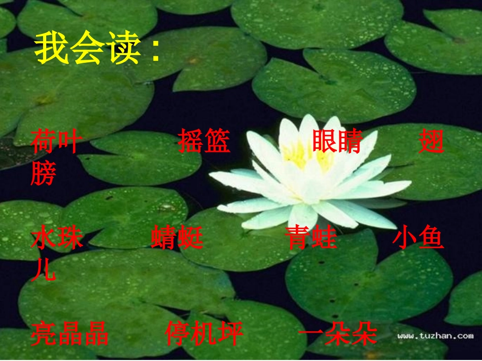 《荷叶圆圆》 (2)_第3页