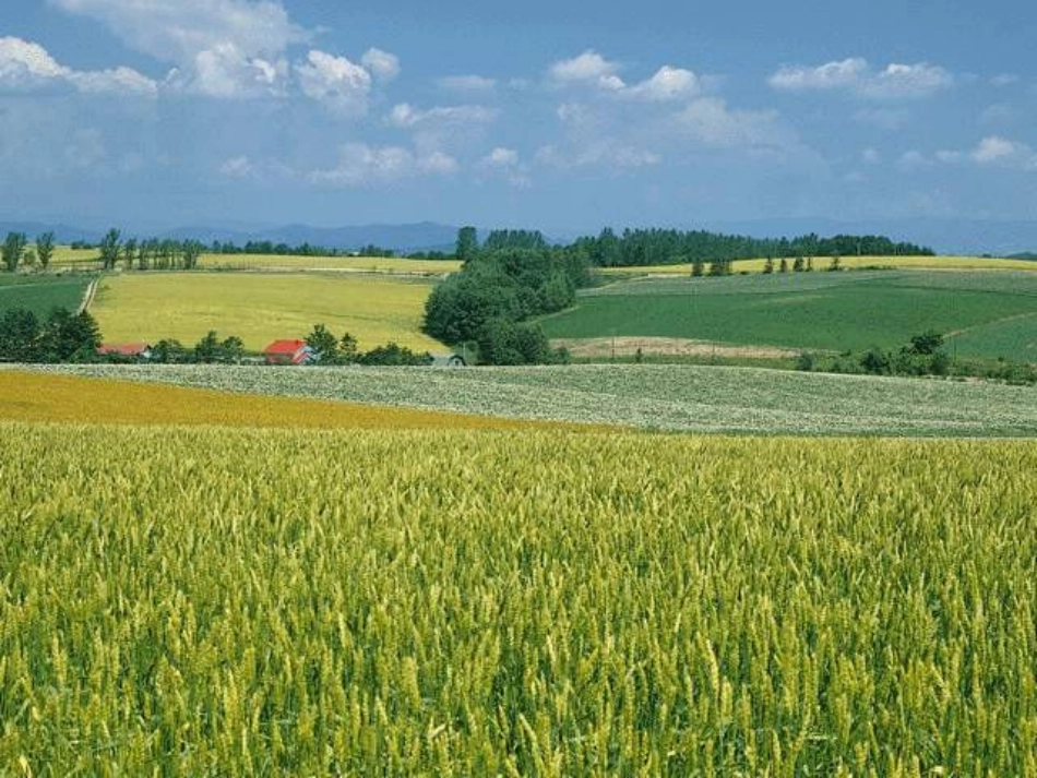 《阳光》教学课件_第3页