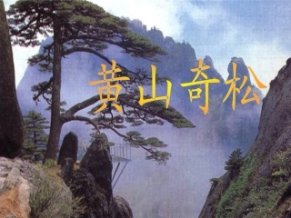 《黄山奇松》课件2