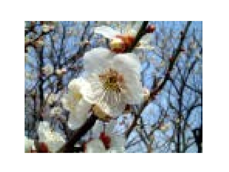 《梅花魂》PPT教学课件二_第3页