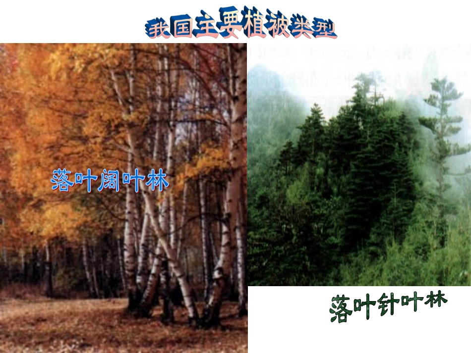 《爱护植被，绿化祖国》课件2_第3页