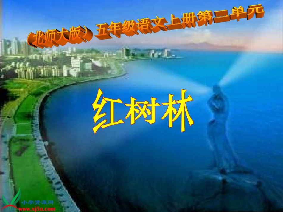《红树林》PPT课件_第1页