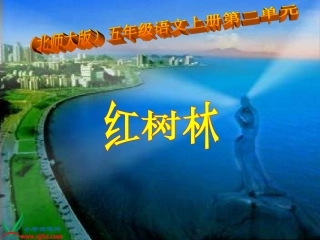 《红树林》PPT课件