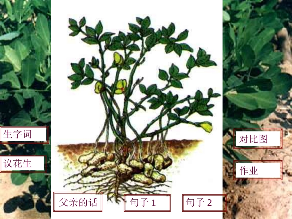 《落花生》课件 (3)_第3页