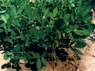 《落花生》课件 (3)