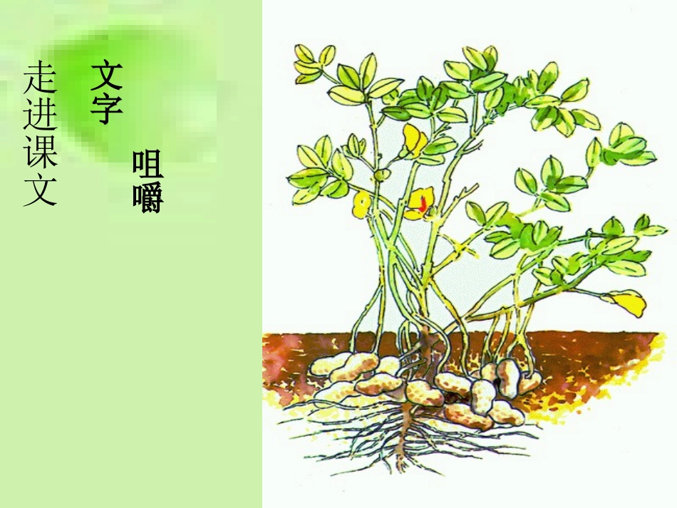 《落花生》课件4[1]_第2页