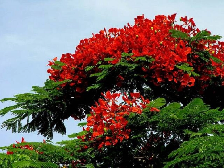 《花钟》课件 (4)_第2页