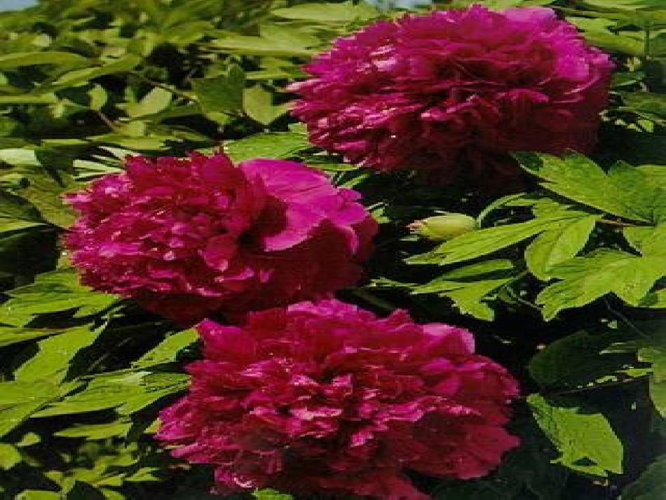 《花钟》课件 (4)_第3页