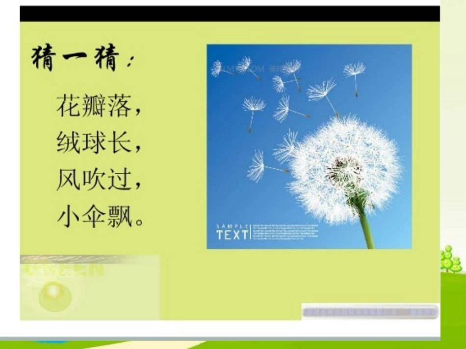 《蒲公英》PPT课件_第2页