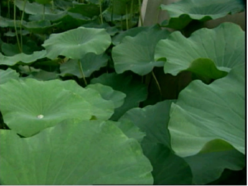 《荷叶圆圆》教学课件2_第1页