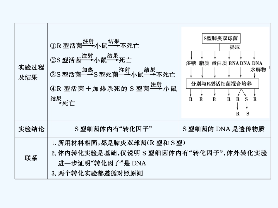 【创新设计】2011届高考生物一轮复习 第三章 第19讲 DNA是主要的遗传物质课件 苏教版必修2_第2页