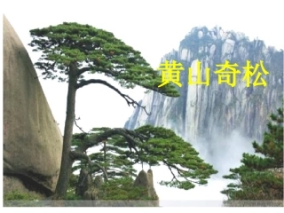 《黄山奇松》第一课时PPT