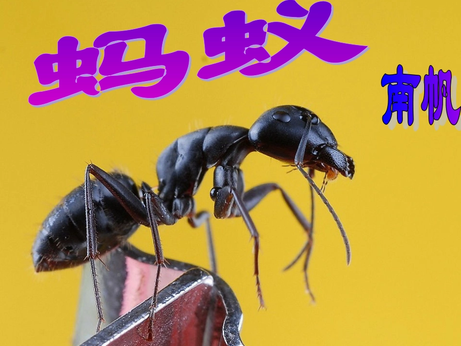 《蚂蚁》课件南帆_第1页