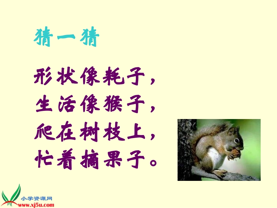 《松鼠和松果》完美版PPT课件_第1页