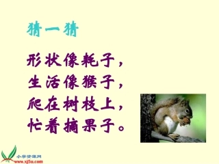 《松鼠和松果》完美版PPT课件