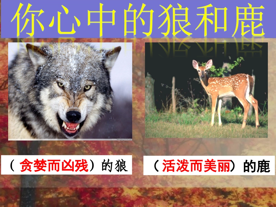《鹿和狼的故事》课件_第2页