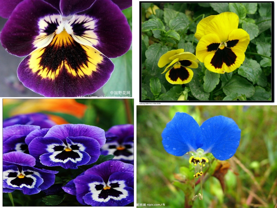 《蝴蝶花》(语文S版一年级下册课件)_第2页