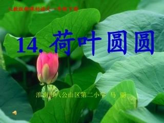 《荷叶圆圆》课件【17页】
