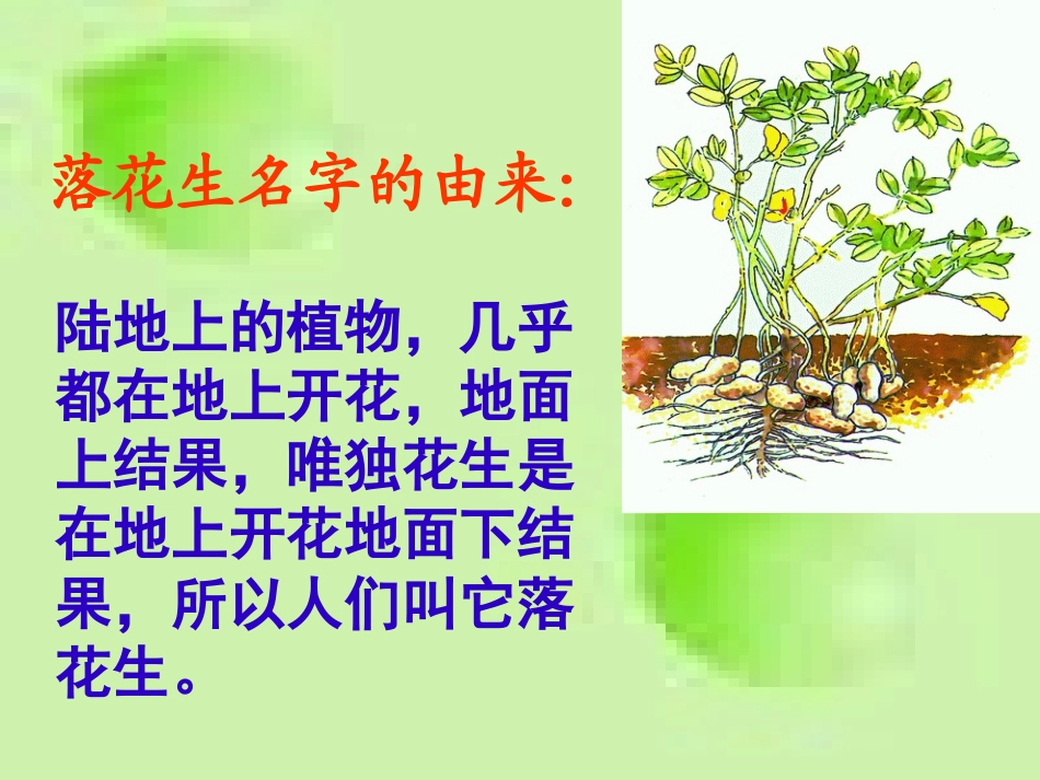 《落花生》 (4)_第3页