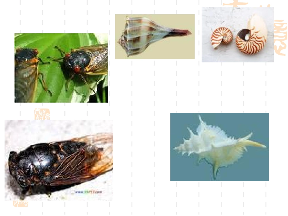 《蝉》、《贝壳》_第2页