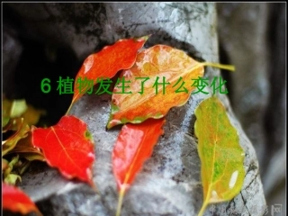 《植物发生了什么变化》课件