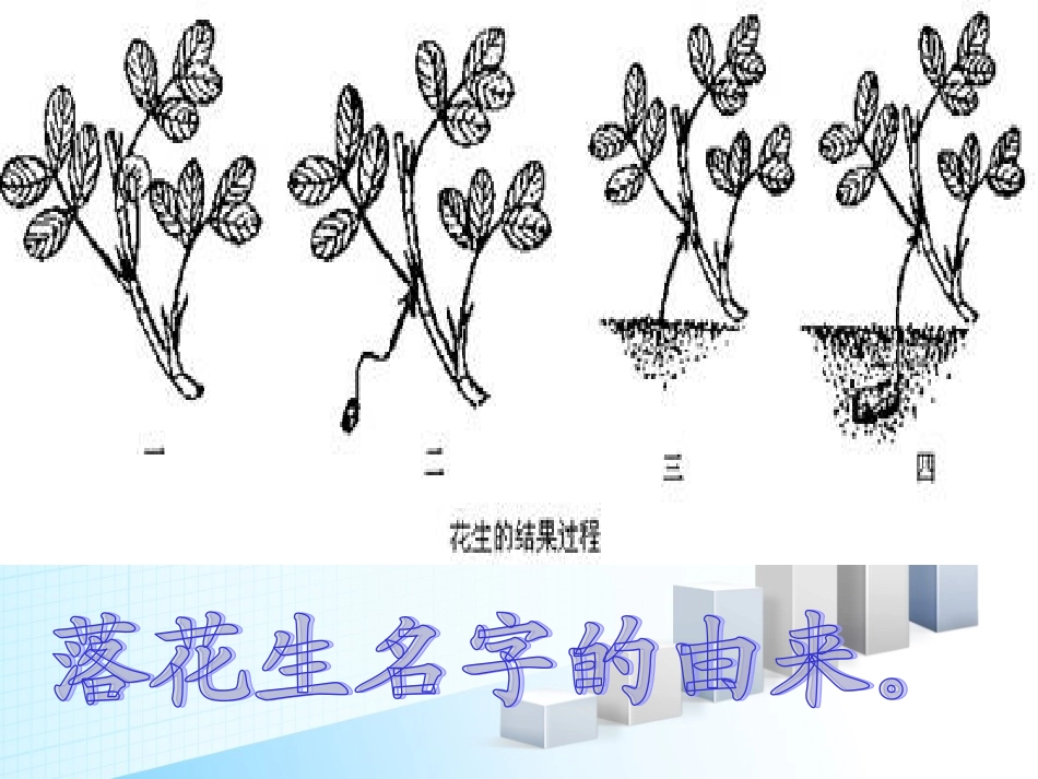 《落花生》课件PPT_第3页
