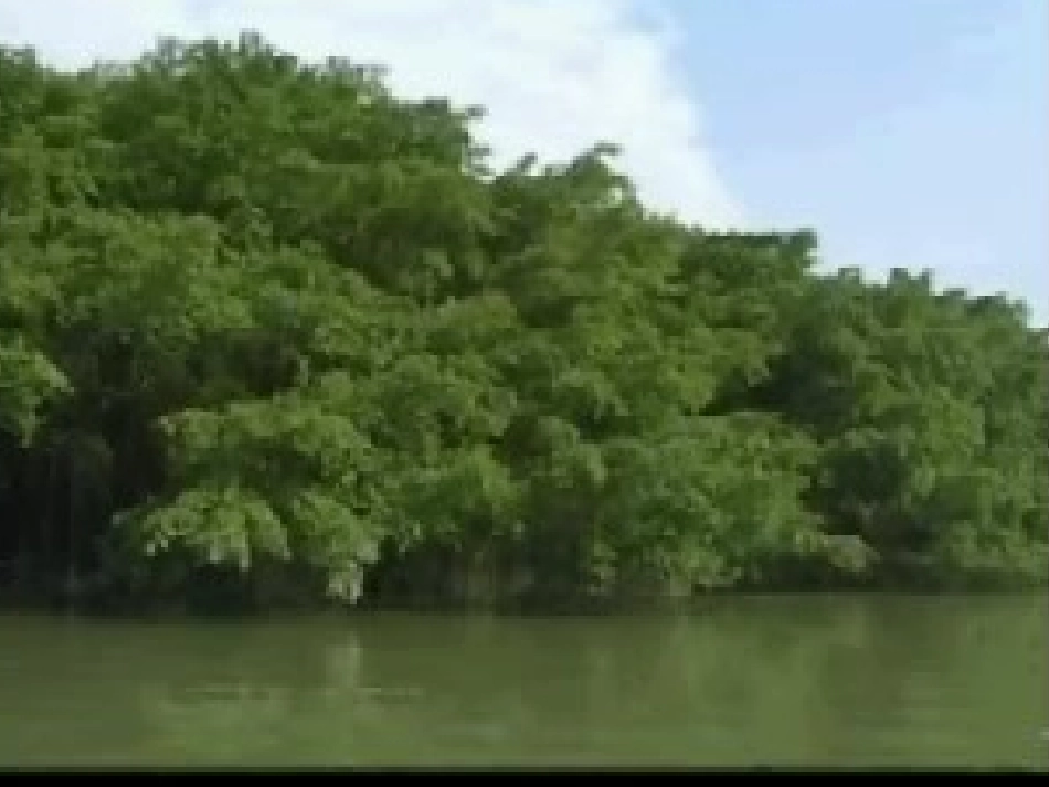 《鸟的天堂》教学课件_第2页