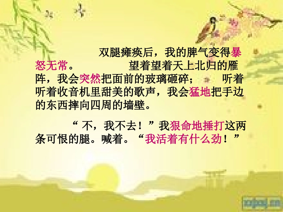 《秋天的怀念》教学课件[1]_第3页