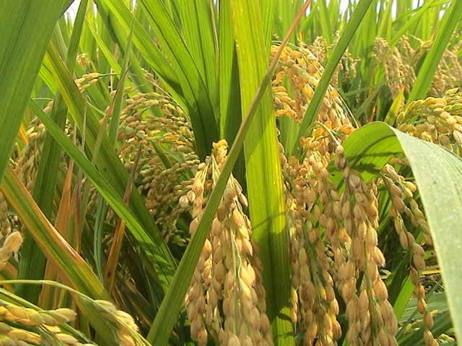 《秋天》课件_第3页