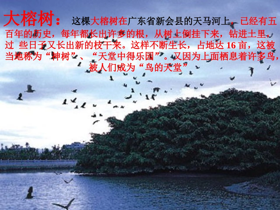 《鸟的天堂》课件3_第2页