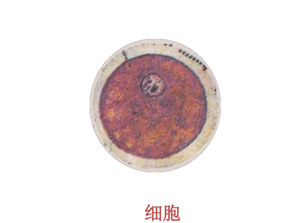 《染色体、DNA和基因的关系》(陈小萍）_第2页